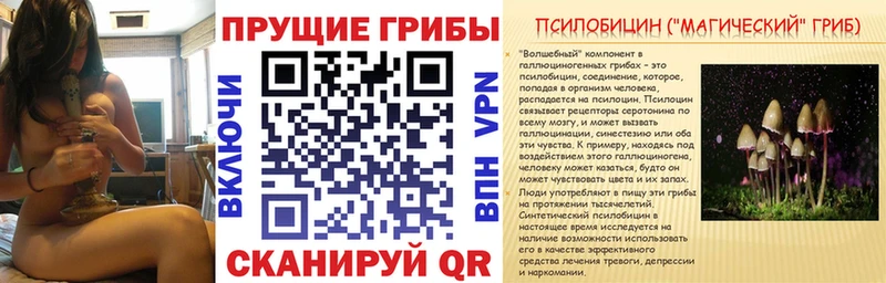 Галлюциногенные грибы Psilocybe  закладки  Сковородино 